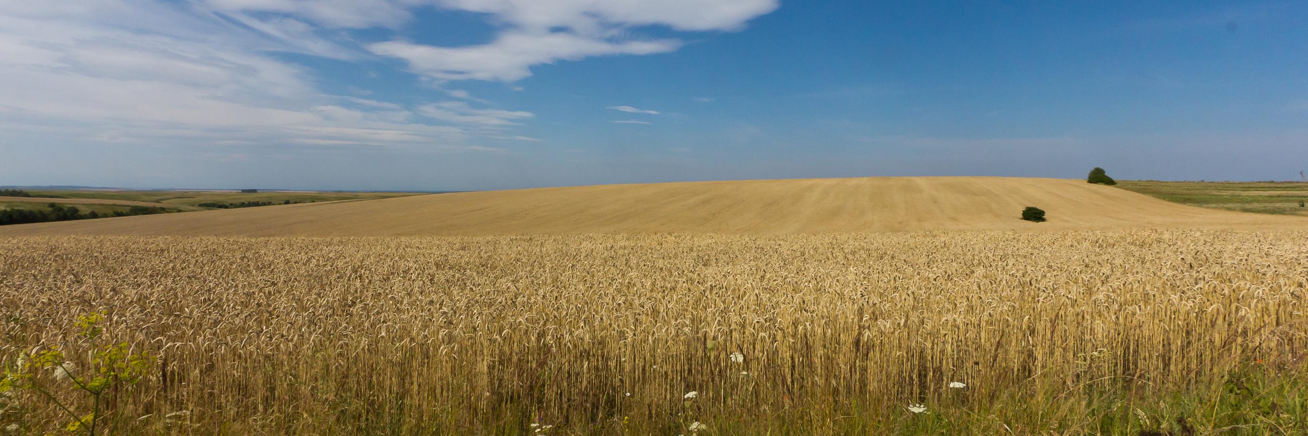 cornbreadempire's profile banner image