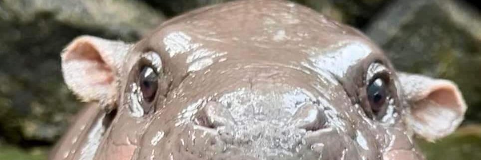 Е́а́о́и́я́ы́у́ banner