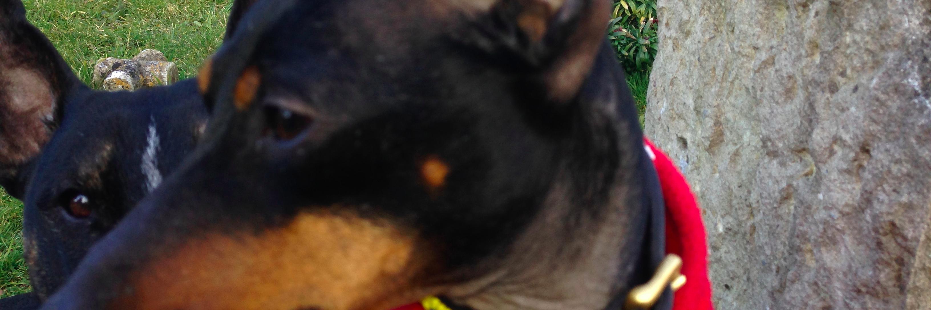DextersDiaries's profile banner image