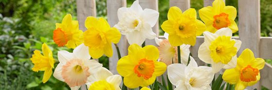 Maesydderwen's profile banner image