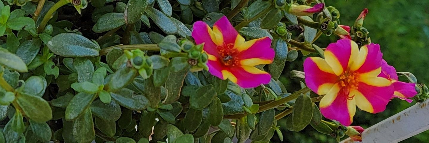 Sexy B*tch Manda 💕 banner