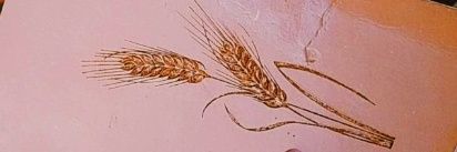 Fatoş Sünbül 🪻 banner