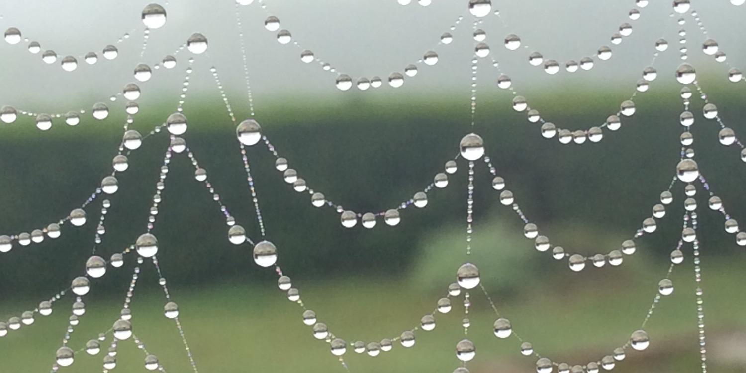 JaneyLFoster's profile banner image