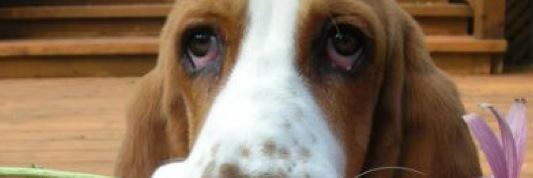 PaulaLauap's profile banner image