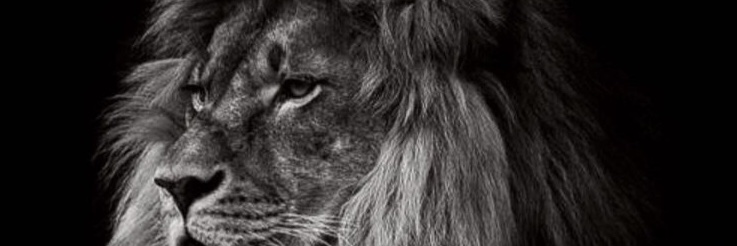 inayetogluu's profile banner image