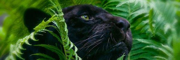 jcd823 Profile Banner