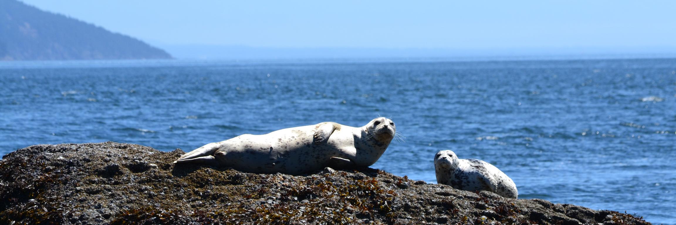 Northwest Digest banner