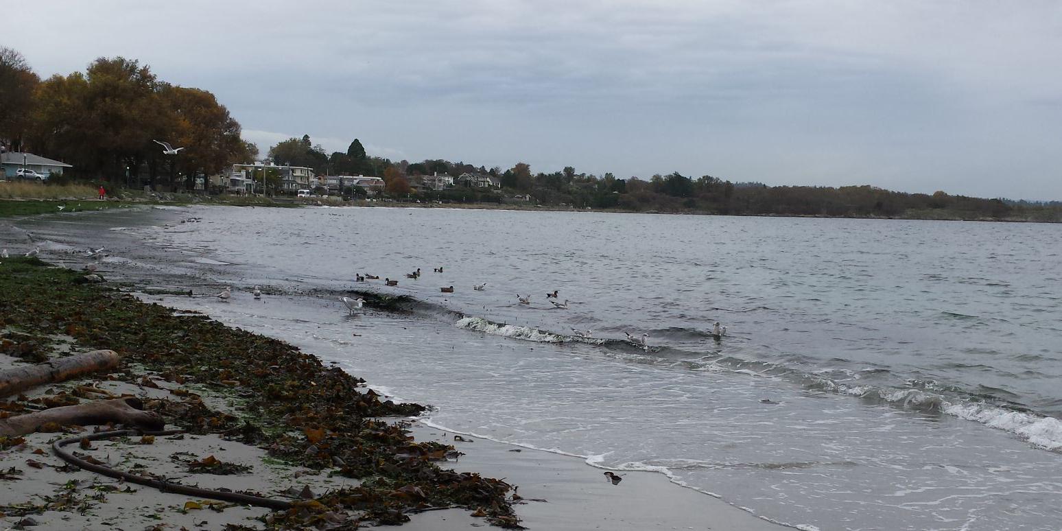 Marcia Dawson banner