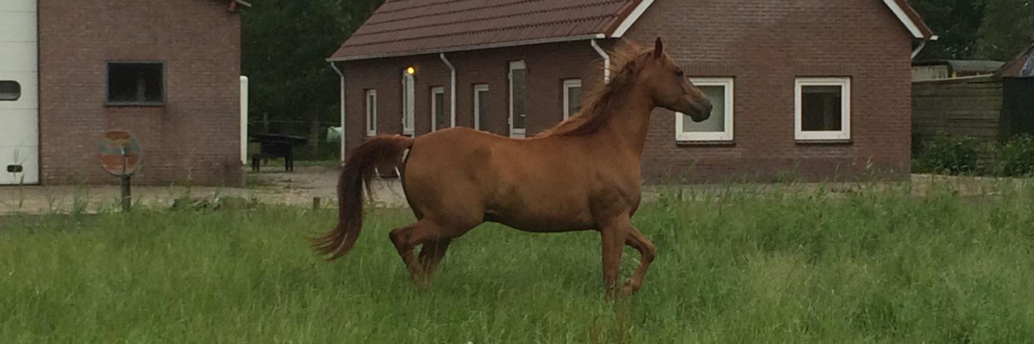 Debbie van de Brake banner