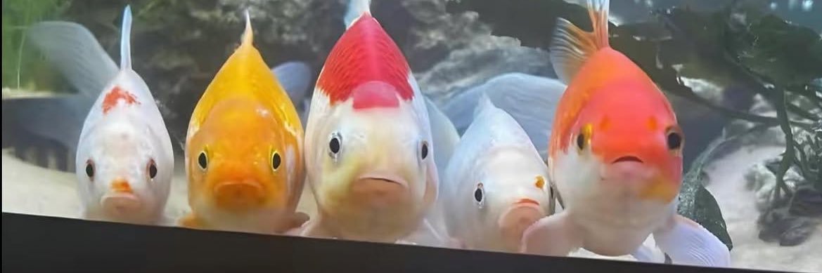 clameronchowder's profile banner image