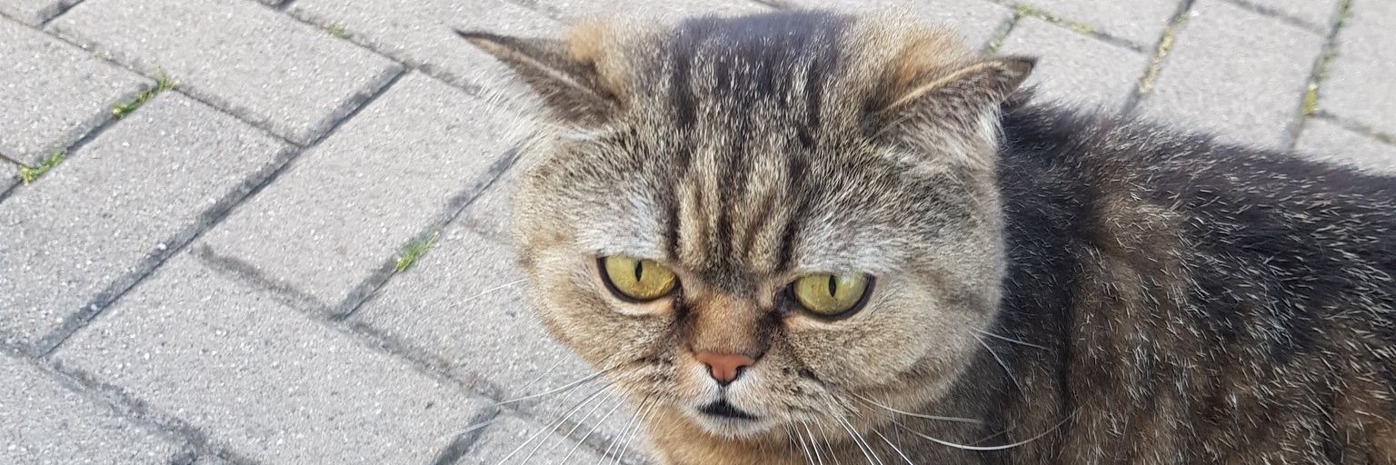 afraidofobst's profile banner image