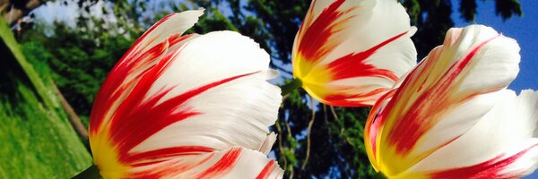 RuthieKyle Profile Banner