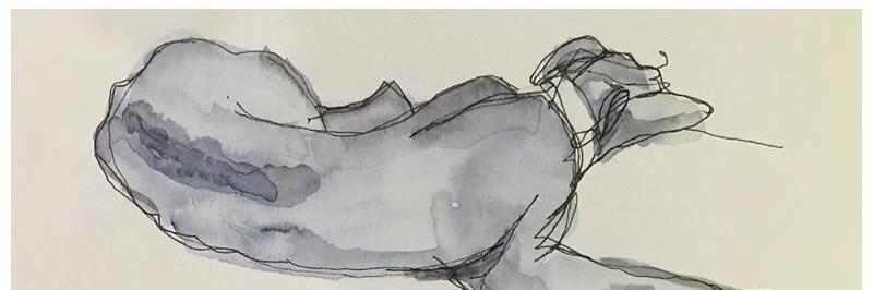 Missing Dogs Ireland banner