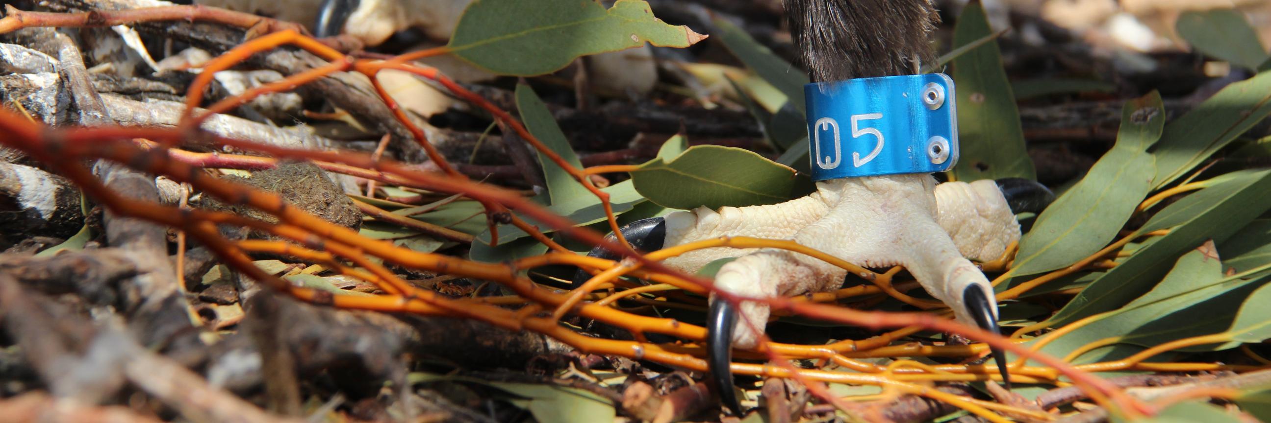 Simon Cherriman banner