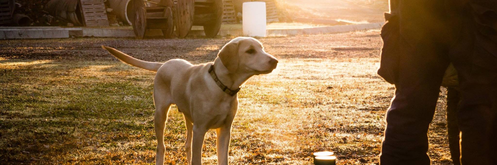 capable_canine's profile banner image