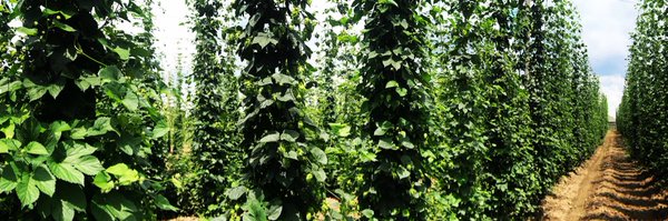 IndyHighBines Profile Banner