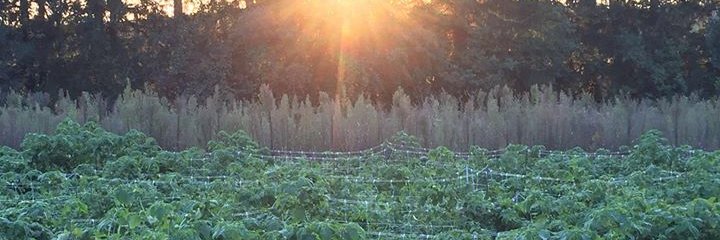 SoulGardenFarm's profile banner image