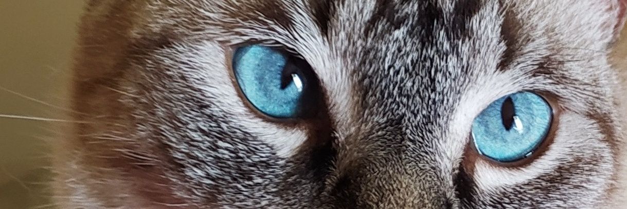 DayMadStar's profile banner image