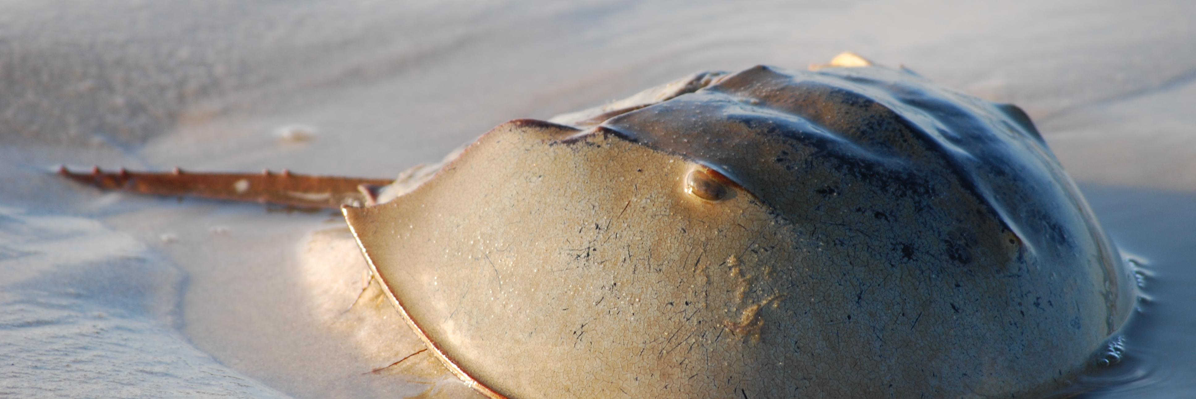 ShoeCrab's profile banner image