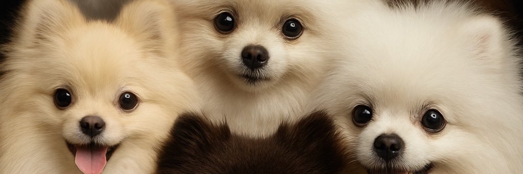 harbigdf's profile banner image