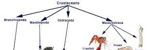 Crustacea123's profile banner image