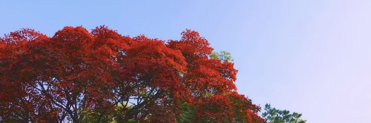 ZenziMoons's profile banner image
