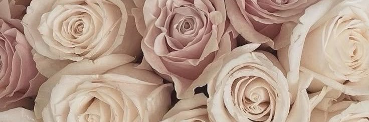 quietaupe's profile banner image