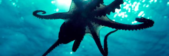 _Mollusca_'s profile banner image