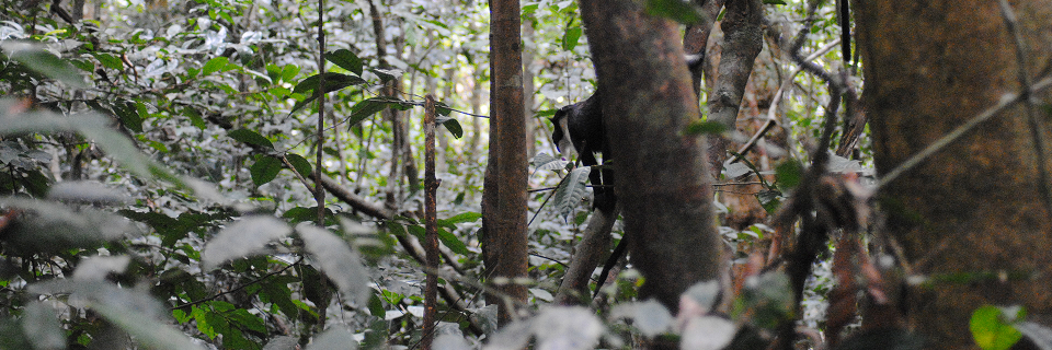 Dr. Erin Kane banner