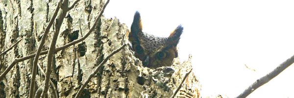 DebiecJacek Profile Banner