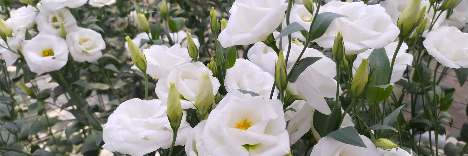 s9231040's profile banner image