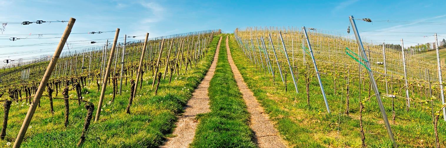 vintrepidwines's profile banner image