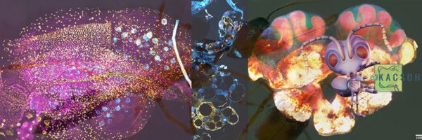 BalintZKacsoh Profile Banner