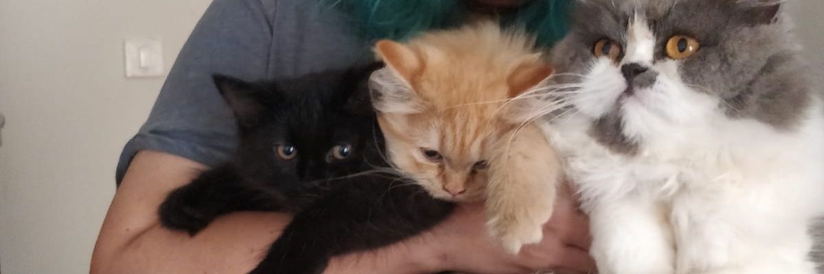 Crabyleo's profile banner image