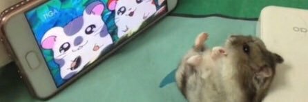 g banner