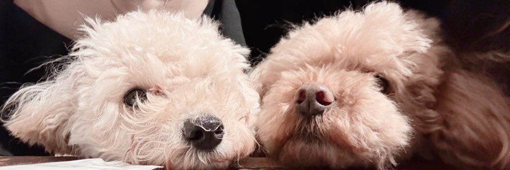 mapi_official's profile banner image