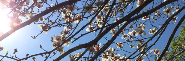 ELindstromPhD Profile Banner