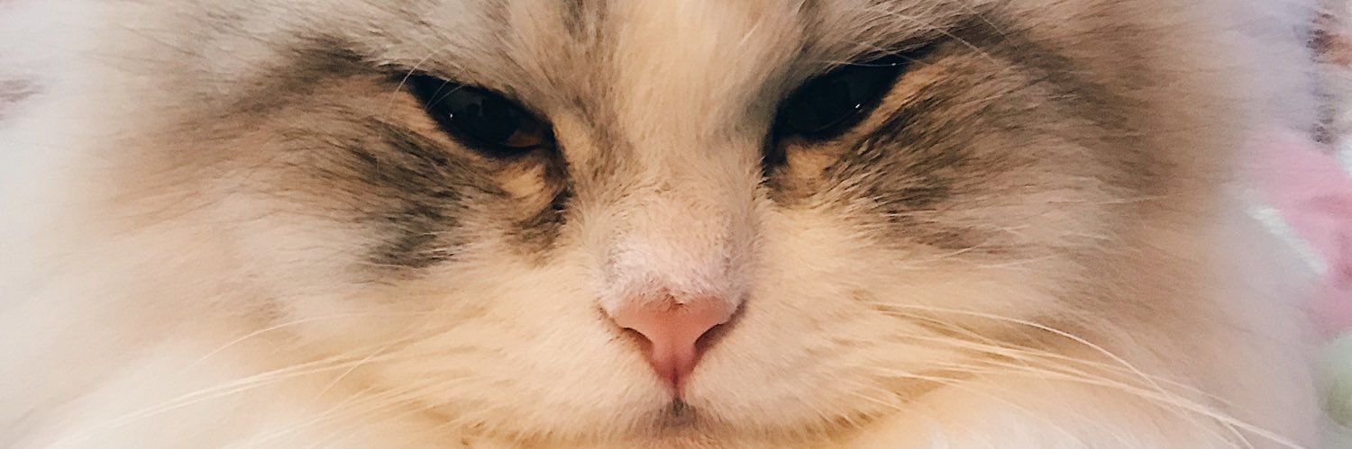 qyuschoo's profile banner image