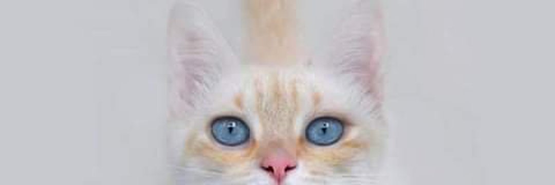 bugfud's profile banner image