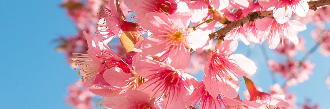 dainaviless's profile banner image