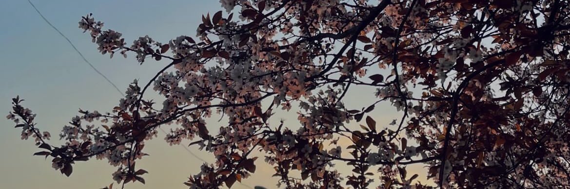 eeLifok's profile banner image