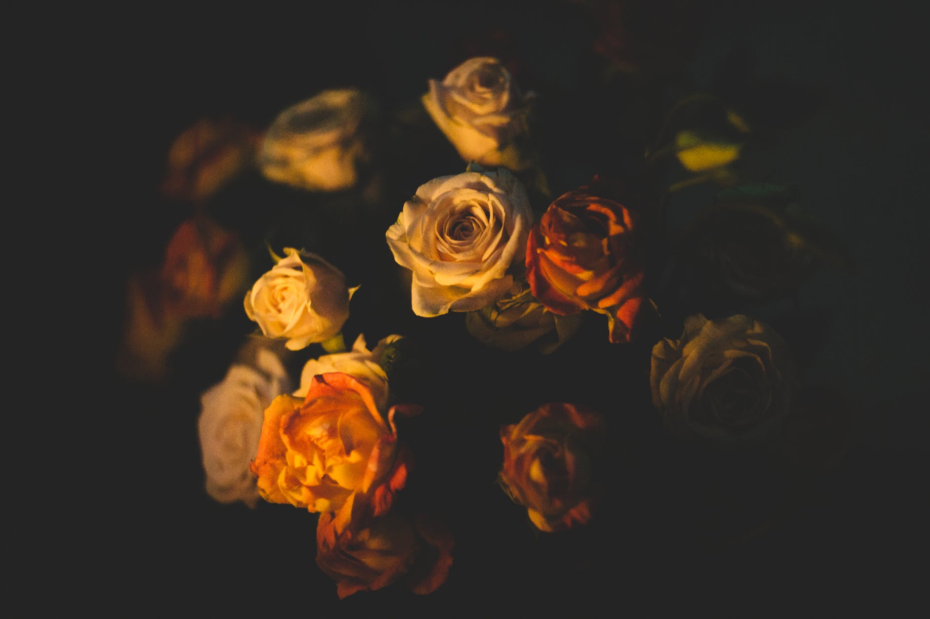 BrigoliCarl's profile banner image