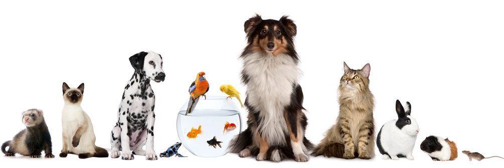 Brookgreenvets's profile banner image
