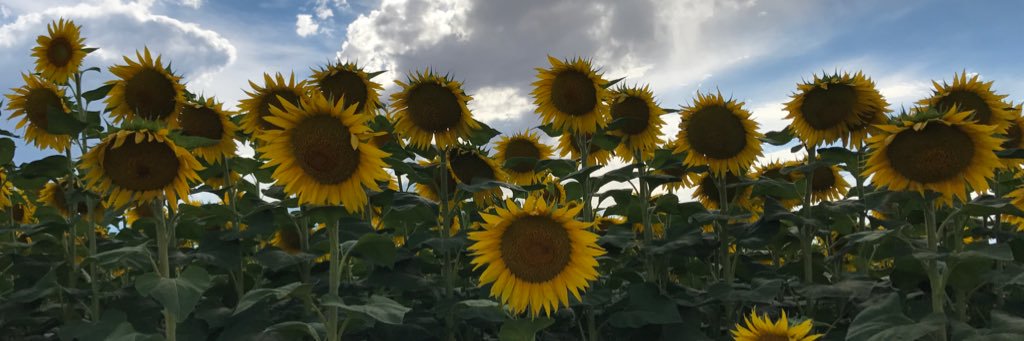 kalssw's profile banner image
