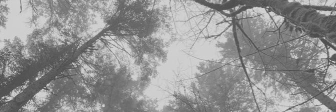 strayinsunshine's profile banner image