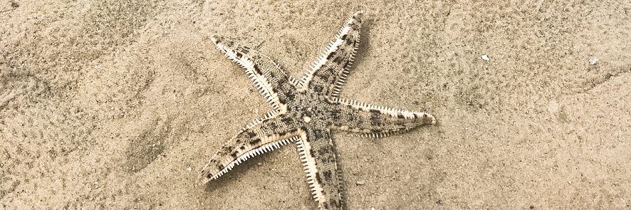 paudepalau's profile banner image
