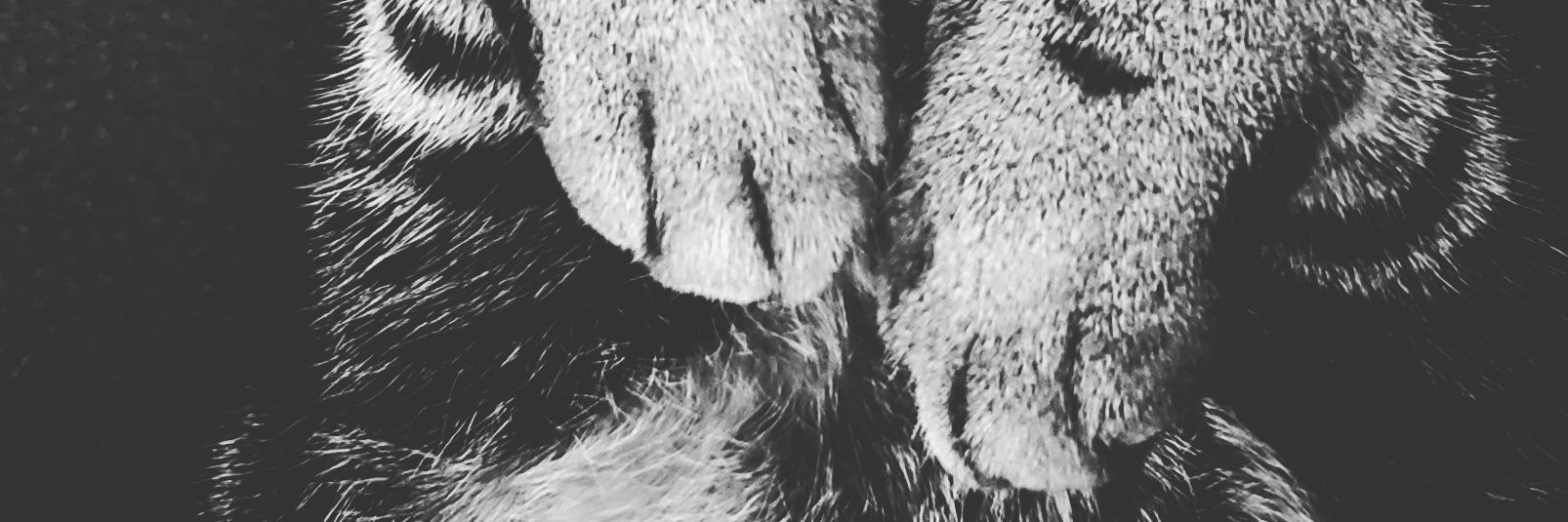 danksyDOODLE's profile banner image