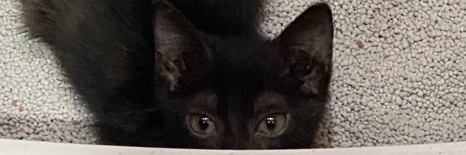 edeenaaee's profile banner image