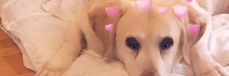 lucy_wojo's profile banner image