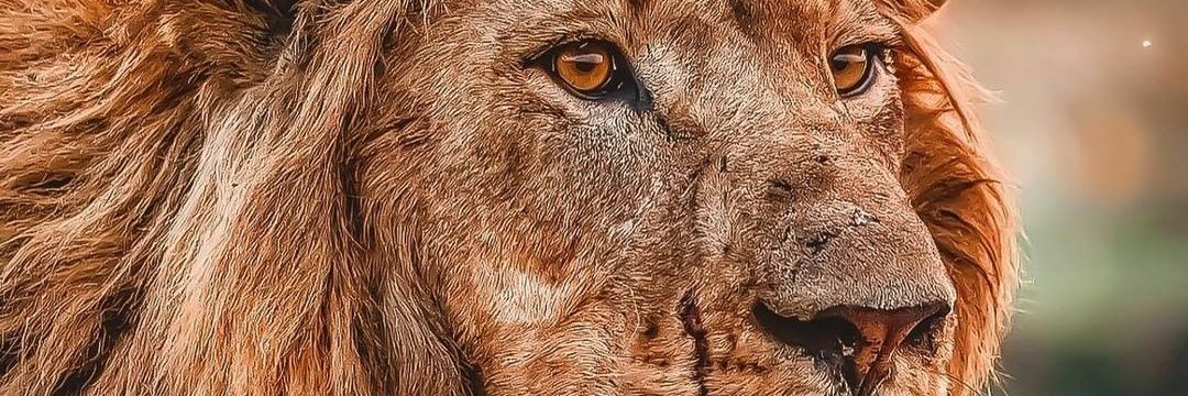 lucasxoco's profile banner image